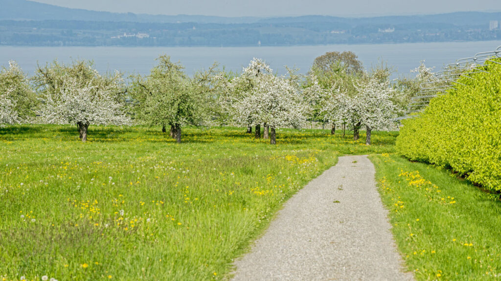 altnau_bluest_apfelbluten1_222955