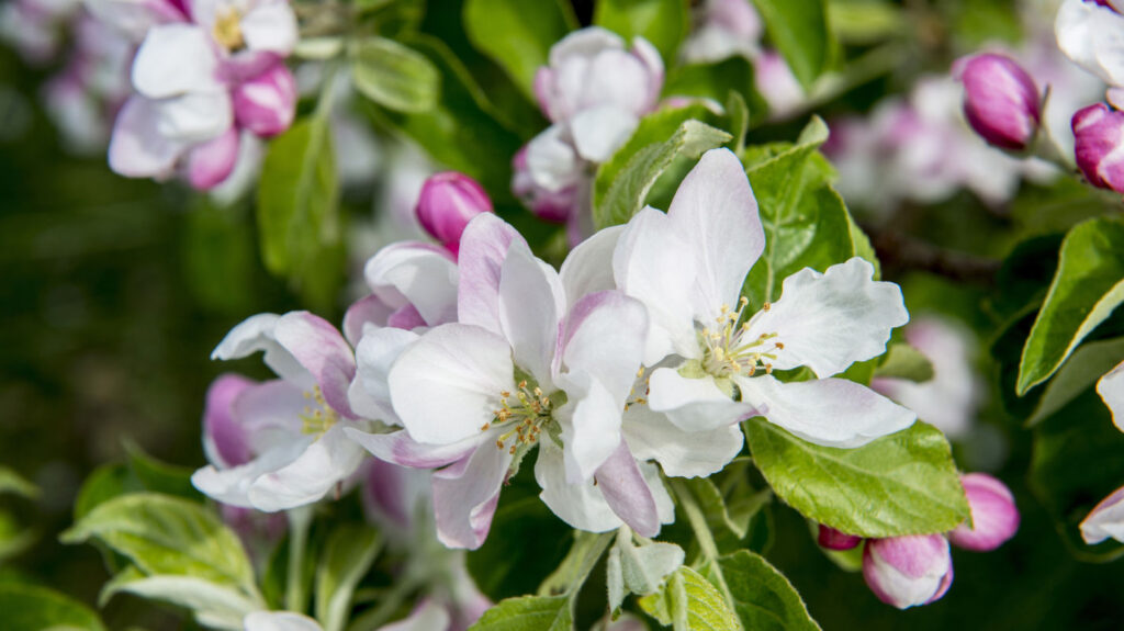 altnau_bluest_apfelbuten_222955